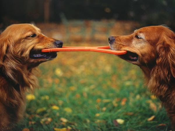 Are You Ready for The Year of the Dog